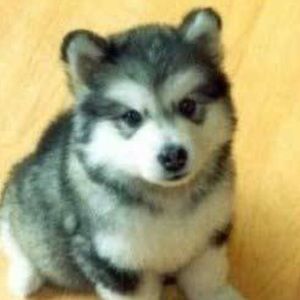 Meet your Posher, Jody